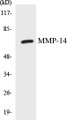 Western blot analysis of extracts from NIH-3T3 cells, using MMP-14 Antibody. 