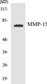 Western blot analysis of extracts from MDA-MB-435 cells, using MMP-15 Antibody. 