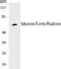 Western blot analysis of extracts from NIH-3T3 cells, using Moesin/Ezrin/Radixin (Ab-558) Antibody. 