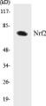 Western blot analysis of extracts from HuvEc cells, using Nrf2 antibody.