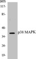Western blot analysis of extracts from 293 cells, using p38 MAPK (Ab-322) Antibody. 