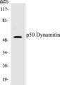Western blot analysis of extracts from A549 cells, using p50 Dynamitin Antibody. 