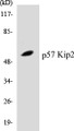 Western blot analysis of extracts from K562 cells, using p57 Kip2 (Ab-310) Antibody. 