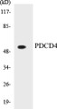 Western blot analysis of extracts from 293 cells, using PDCD4 (Ab-457) Antibody.