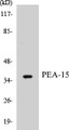 Western blot analysis of extracts from Jurkat cells, treated with PMA 125ng/ml 30', using PEA-15 (Ab-116) Antibody. 