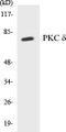 Western blot analysis of extracts from NIH-3T3 cells, treated with UV 15', using PKC delta (Ab-505) Antibody. 
