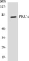 Western blot analysis of extracts from HeLa/Jurkat/3T3 cells, treated with PMA 125ng/ml 30', using PKC epsilon (Ab-729) Antibody. 