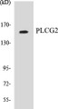 Western blot analysis of extracts from COLO205 cells, using PLCG2 (Ab-753) Antibody. 