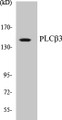 Western blot analysis of extracts from HeLa cells, treated with PMA 125ng/ml 30', using PLCB3 (Ab-1105) Antibody. 