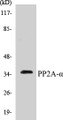Western blot analysis of extracts from A549 cells, using PP2A-alpha (Ab-307) Antibody. 
