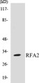 Western blot analysis of extracts from K562 cells, using RFA2 (Ab-21) Antibody.