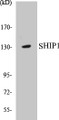 Western blot analysis of extracts from mouse brain cells, using SHIP1 (Ab-1020) Antibody. 