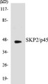 Western blot analysis of extracts from 293 cells, using SKP2/p45 Antibody. 