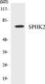 Western blot analysis of extracts from 293 cells, using SPHK2 (Ab-614) Antibody. 