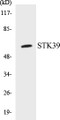 Western blot analysis of the lysates from HeLa cells using STK39 antibody.