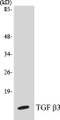 Western blot analysis of extracts from COS7 cells, using TGF beta3 Antibody. 