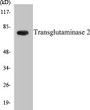 Western blot analysis of extracts from HuvEc cells, using Transglutaminase 2 Antibody. 