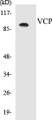 Western blot analysis of the lysates from HepG2 cells using VCP antibody.