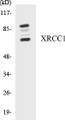 Western blot analysis of extracts from Jurkat cells, using XRCC1 Antibody. 