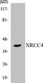 Western blot analysis of extracts from COLO205 cells, using XRCC4 Antibody. 