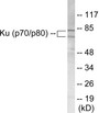 Western blot analysis of extracts from LOVO cells, using Ku70/80 Antibody.