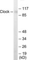 Western blot analysis of extracts from HuvEc cells, using Clock Antibody.