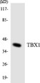 Western blot analysis of extracts from COLO205 cells, using TBX1 Antibody.