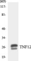 Western blot analysis of extracts from COLO205 cells/HuvEc cells/293 cells, using TNF12 Antibody.