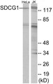 Western blot analysis of extracts from HeLa/Jurkat cells, using SDCG1 Antibody. The lane on the right is treated with the synthesized peptide.