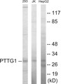 Western blot analysis of extracts from HepG2/Jurkat/293 cells, using PTTG1 Antibody.