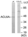 Western blot analysis of extracts from Jurkat/COLO205 cells, using ACTL6A Antibody.