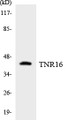 Western blot analysis of extracts from HepG2 cells, using TNR16 Antibody.