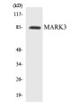 Western blot analysis of extracts from HeLa/293 cells, using MARK3 Antibody.