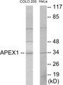 Western blot analysis of extracts from COLO205/HeLa cells, using APEX1 Antibody. The lane on the right is treated with the synthesized peptide.