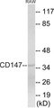 Western blot analysis of extracts from RAW264.7 cells, using CD147 Antibody.