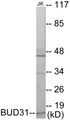 Western blot analysis of extracts from Jurkat cells, using BUD31 Antibody. The lane on the right is treated with the synthesized peptide.