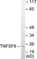 Western blot analysis of extracts from HuvEc cells, using TNFSF9 Antibody.