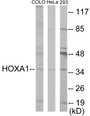 Western blot analysis of extracts from HeLa/COLO/293 cells, using HOXA1 Antibody. The lane on the right is treated with the synthesized peptide.