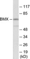 Western blot analysis of extracts from COS7 cells, using BMX Antibody.