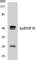 Western blot analysis of extracts from Jurkat/293/K562 cells, using hnRNP H Antibody. The lane on the right is treated with the synthesized peptide.