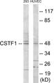 Western blot analysis of extracts from HuvEc/293 cells, using CSTF1 Antibody. The lane on the right is treated with the synthesized peptide.