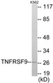 Western blot analysis of extracts from K562 cells, using TNFRSF9 Antibody. The lane on the right is treated with the synthesized peptide.