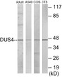 Western blot analysis of extracts from RAW264.7/A549/COS7/NIH-3T3 cells, using DUSP4 Antibody.