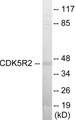 Western blot analysis of extracts from HuvEc cells, using CDK5R2 Antibody. The lane on the right is treated with the synthesized peptide.