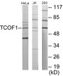 Western blot analysis of extracts from Jurkat/293/HeLa cells, using TCOF1 Antibody.