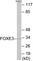 Western blot analysis of extracts from K562 cells, using FOXE3 Antibody. The lane on the right is treated with the synthesized peptide.