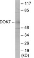 Western blot analysis of extracts from mouse brain cells, using DOK7 Antibody.