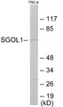 Western blot analysis of extracts from HeLa cells, using SGOL1 Antibody. The lane on the right is treated with the synthesized peptide.
