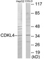 Western blot analysis of extracts from HepG2/COLO205 cells, using CDKL4 Antibody.