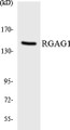 Western blot analysis of extracts from COLO cells, using RGAG1 Antibody. The lane on the right is treated with the synthesized peptide.